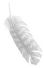 feather to water